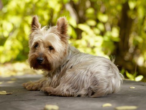 Yorkshire terrier perro acostado