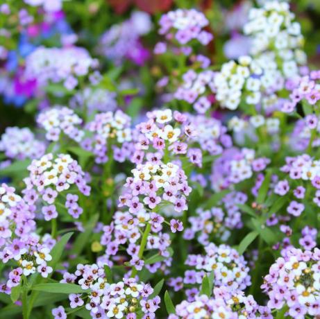 plantas de jardín alyssum