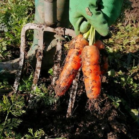 huertos cosechando zanahorias