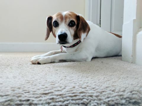 Retrato de perro en casa