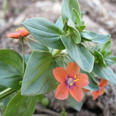 Semillas Raras Anagallis arvensis