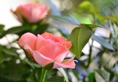 Rosas rosadas en flor