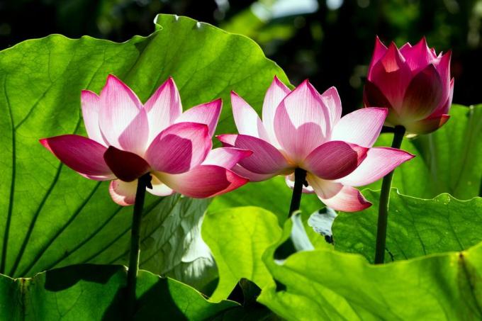 flor de loto y plantas de flor de loto