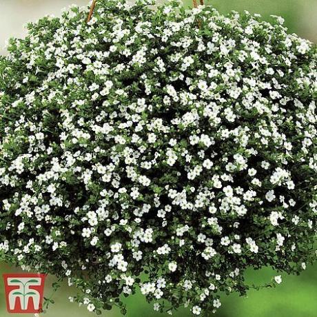 Bacopa 'Baristo® Copo de Nieve'