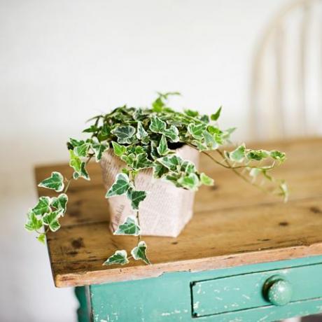 Ivy que crece fuera de la maceta en la mesa de madera