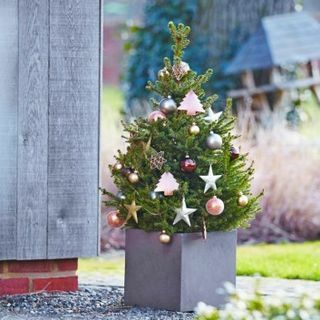 Árbol de Navidad Fresco - Picea de Noruega en Maceta 60-80cm - Wills Dwarf + PARA ENTREGA INMEDIATA