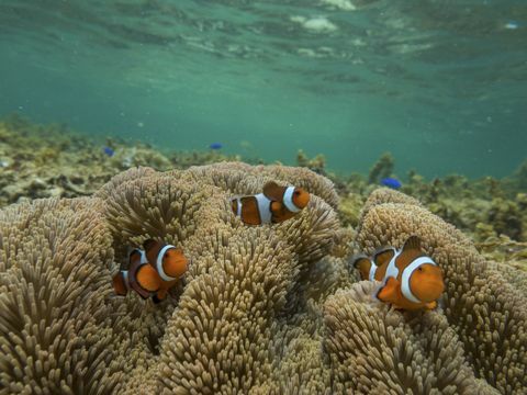 Arrecife de coral