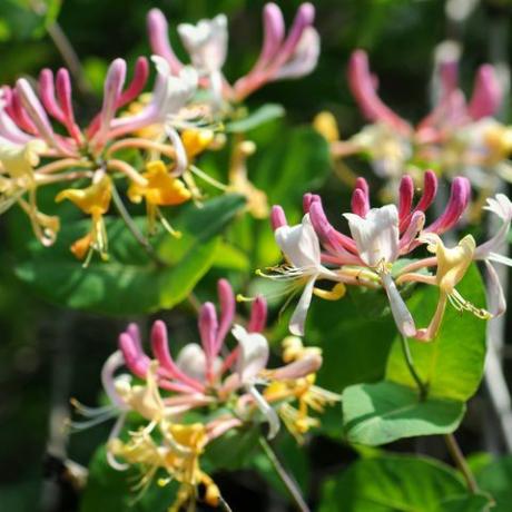 madreselva flor templada