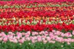 Video de Holanda Flower Field Drone