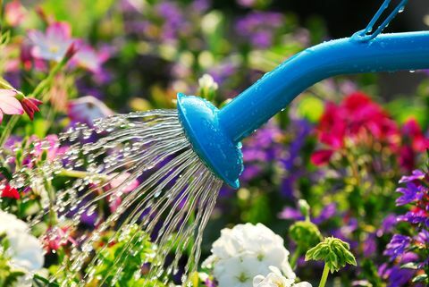 agua que brota de la regadera azul en la cama de flores en flor