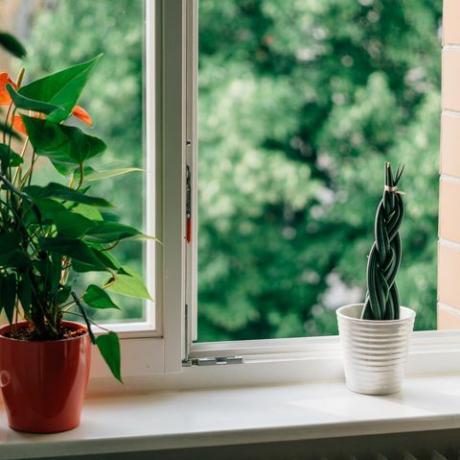 Plantas en macetas en el alféizar de la ventana con ventana abierta