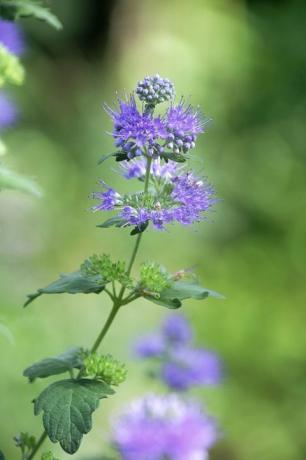 Flor, planta con flores, planta, azul, púrpura, lavanda, lila, violeta, botánica, subarbusto, 