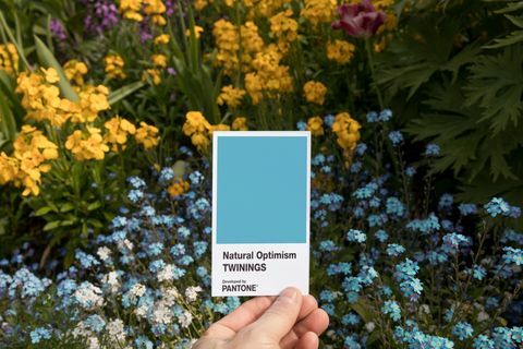 Twinings Infusiones Optimismo natural en asociación con Pantone 