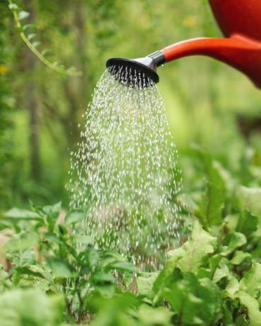 riego de huerta en el agricultor de verano cuidando las plantas y ella está usando una lata de agua roja