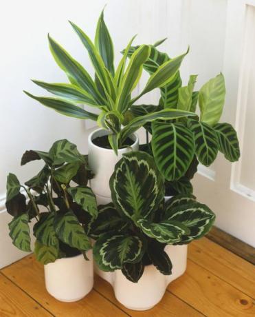 Selección de plantas de hoja verde en maceta en la pantalla de la esquina de la habitación