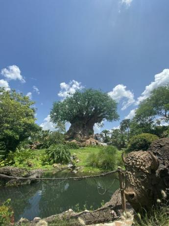 árbol de la vida en el reino animal de disney