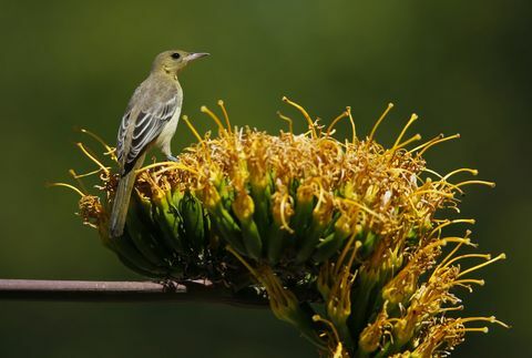 Oriole encapuchado pájaro en un jardín en otoño