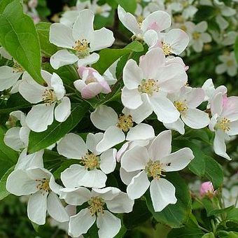 Manzana silvestre 'Evereste'