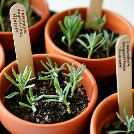 f4t3gp propagación de lavanda lavandula angustifolia hidcote bandeja de esquejes preparados