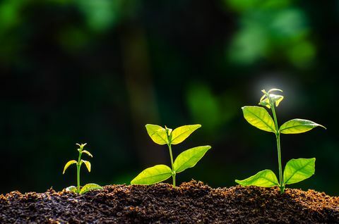 Primer plano de la planta que crece al aire libre