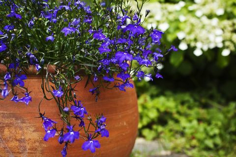 Lobelia azul en una maceta de terracota en la terraza