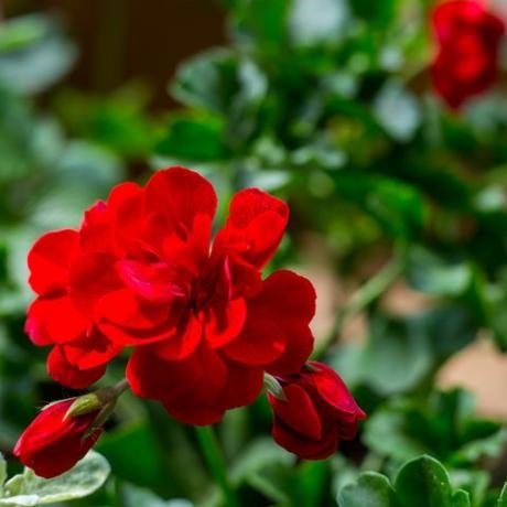 planta de pelargonium con flores de color rojo oscuro, planta antiséptica natural que limpia el aire primer plano pelargonium peltatum esquejes conocidos como geranio en cascada, enfoque selectivo