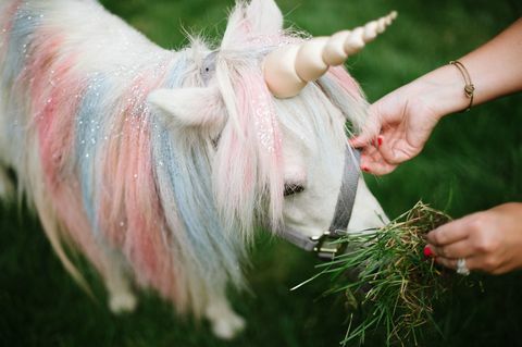 Unicorn Petting Station