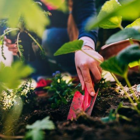 mujer de jardinería, plantando una amapola, de cerca