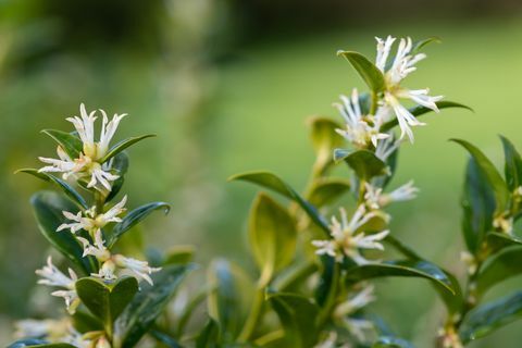 plantas fronterizas, cerca de flores en un arbusto sarcococca confusa de caja dulce