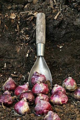 bulbos de jacinto de alta calidad listos para ser plantados en suelos fértiles, consulte el portafolio para ver fotos similares