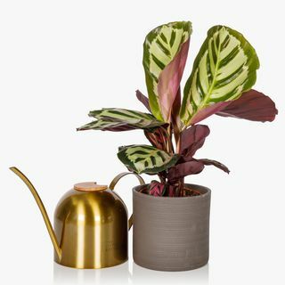 Regadera y Calathea