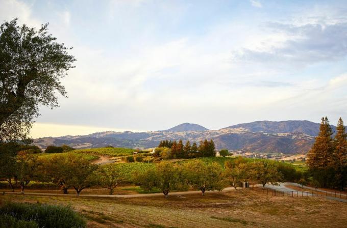 vista de los viñedos