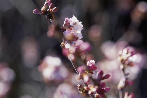 Prunus x subhirtella 'Autumnalis rosea' (cereza Higan)