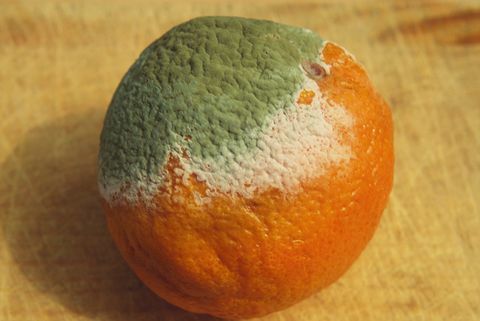 El moho (Penicillium chrysogenum) crece en naranja y muestra micelio estéril blanco y micelio conidial azul.