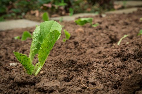 Cerca de las plantas que crecen en el barro