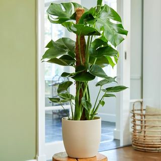 Monstera Deliciosa de 80 cm en poste de musgo | Planta de queso suizo | Maceta de 19 cm | Por teoría vegetal