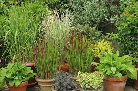 Hierbas ornamentales en macetas de patio, incluyendo Miscanthus e Imperata. Asociación del Comercio Hortícola de la Planta del Momento de agosto.