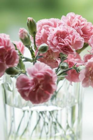 la terraza de la cabaña, claveles rosados ​​dedicados al día de la madre contra el fondo de la naturaleza alrededor de 15 flores de clavel rosa se plantan en un recipiente de vidrio en una luz suave, contra el verde fresco