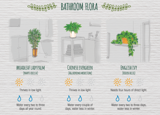 Hoja de trucos de plantas para baño