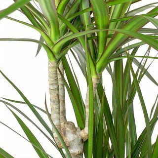 Dracaena marginata con bordes rojos