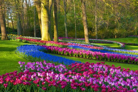 Flores de primavera en un parque