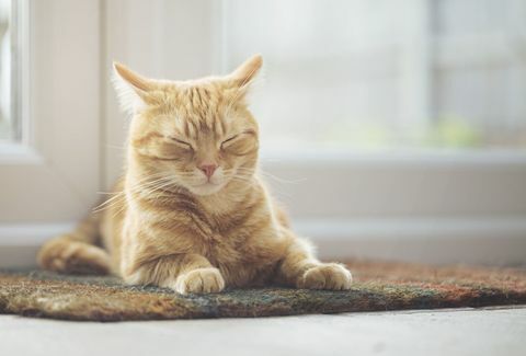 Gato de jengibre durmiendo en felpudo