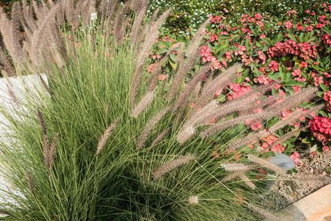 Pennisetum - hierba ornamental