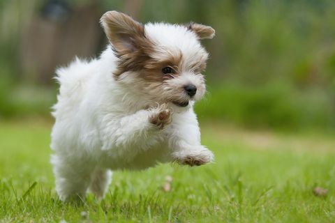 Cachorro Habanero corriendo en el campo