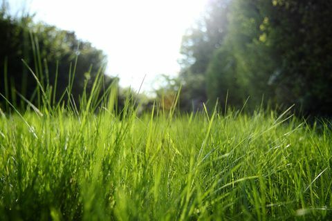 La luz del sol radiante a través de la hierba en el jardín