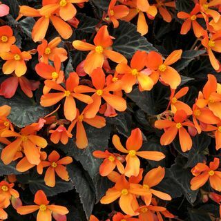 Begonia 'Brasas Resplandecientes'