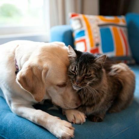 Labrador retriever amarillo y Maine Coon cat abrazados juntos en un sofá azul