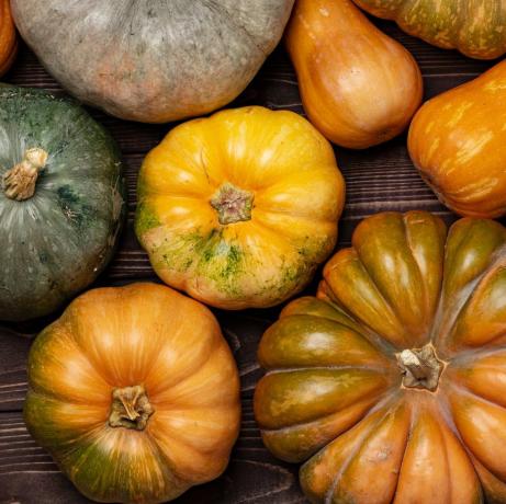 Asignación, calabaza, fondo de un montón de calabazas de colores de cerca