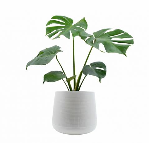 árboles monstera plantados aislados sobre fondo blanco