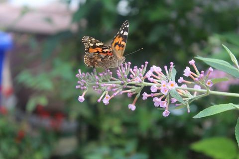 Primer plano de mariposa en flor